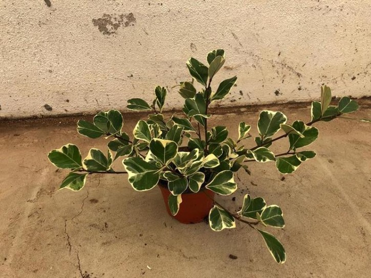Ficus triangularis 'Variegata'   T 12