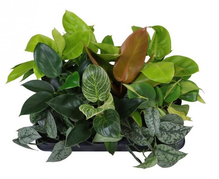 Philodendron   T 12   Mix