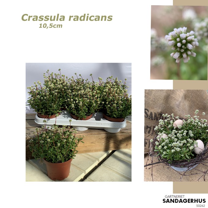 Crassula radicans T 10,5