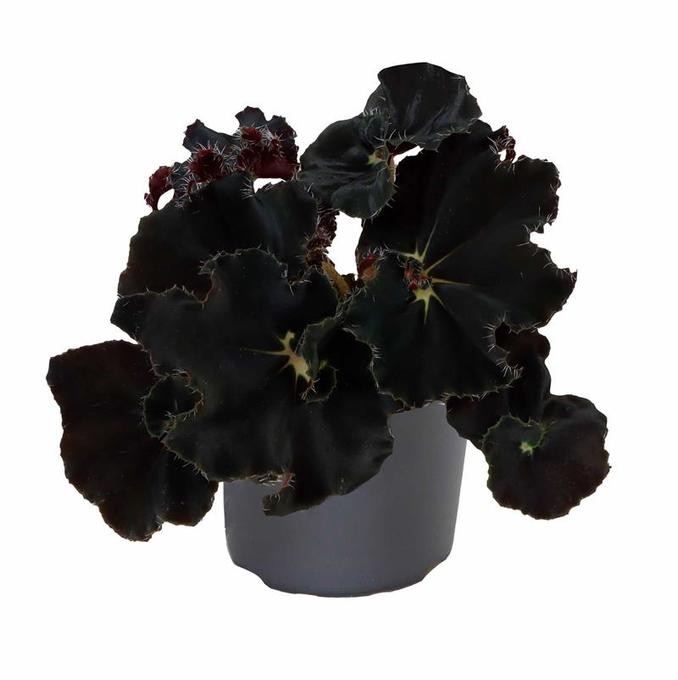 Begonia-Rex-Hybriden 'Dark Mambo'   T 6 MINI