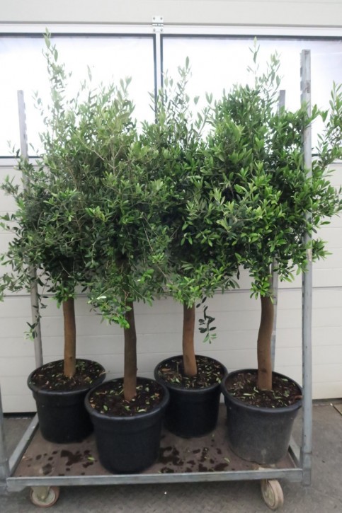 Olea europaea   T 43   Stamm   150 cm