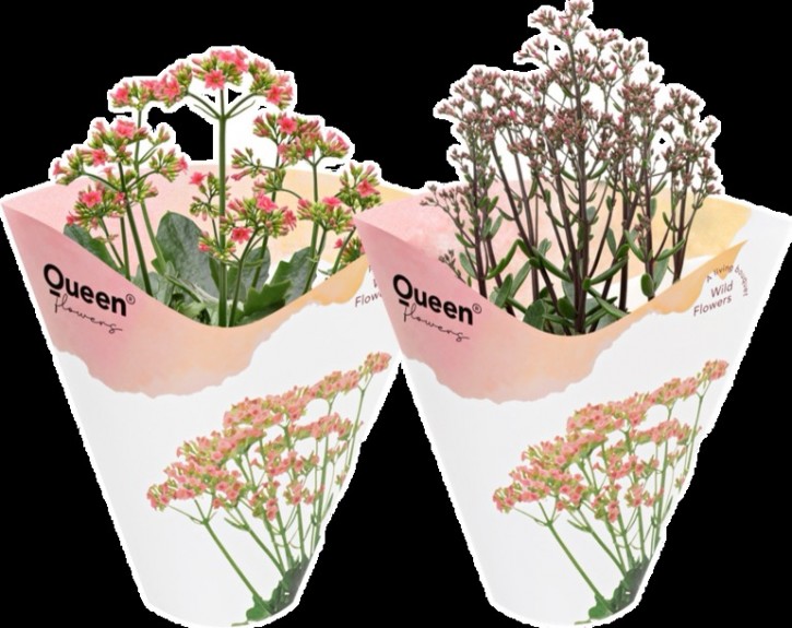 Kalanchoe WILD FLOWERS   T 10,5   Mix