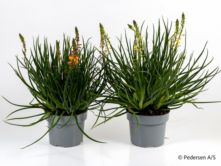 Bulbine natalensis  T 17