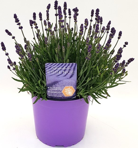 Lavendula angustifolia 'Essence Purple' T 19