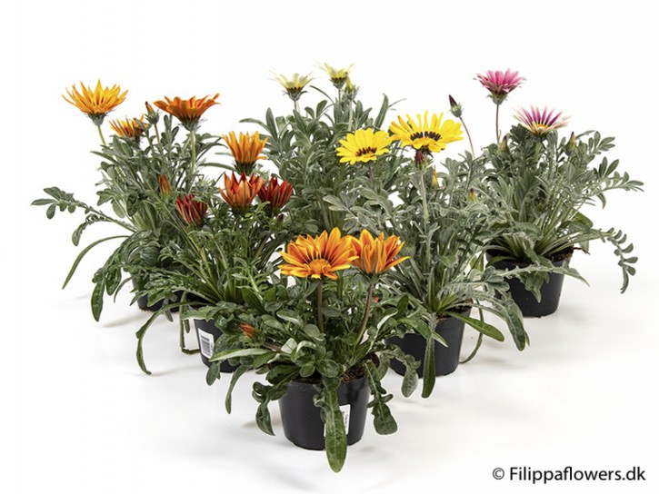 Gazania-Hybriden T 11 Mix