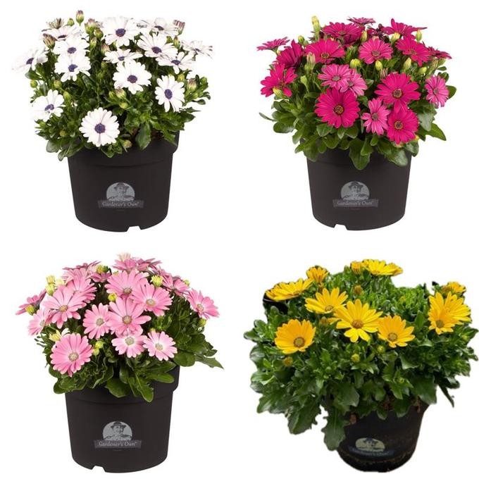 Osteospermum ecklonis T 21