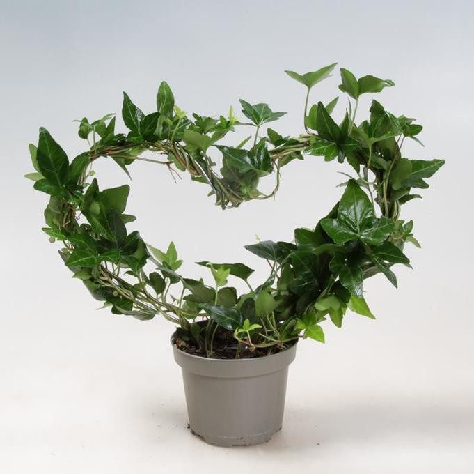 Hedera helix T 9 Herz-Bogen