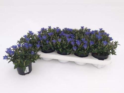 Gentiana scabra 'Luis' T 10,5