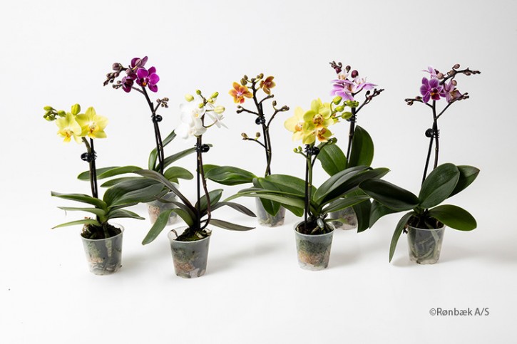 Phalaenopsis-Hybriden T 6 (1 Trieb) Mix