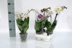Phalaenopsis-Hybriden   T 9   (3 Triebe)   MIX