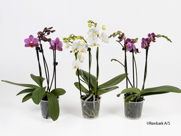 Phalaenopsis-Hybriden   T 9   (3 Triebe)   MIX