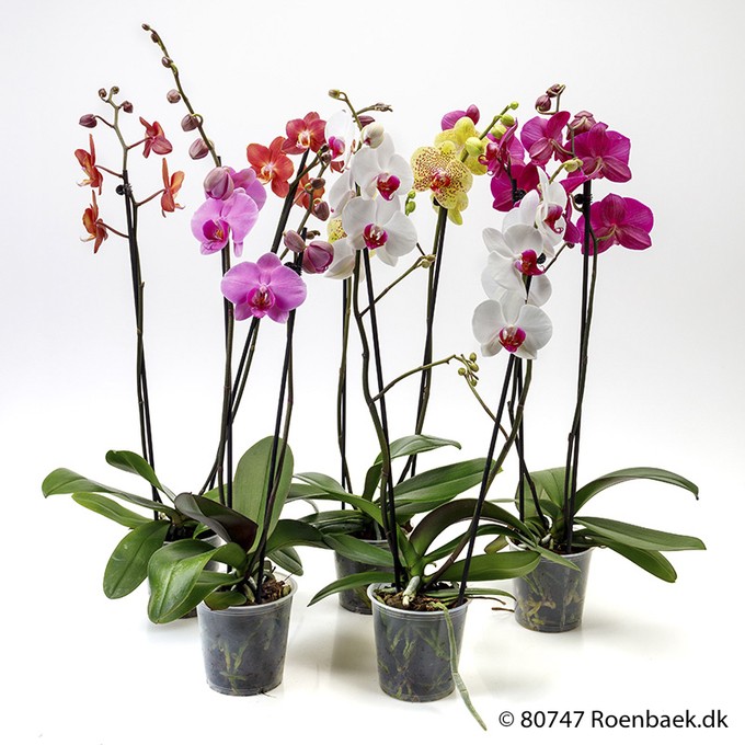 Phalaenopsis-Hybriden T 12 (2 Triebe) Mix