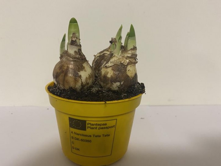 Narcissus 'Tete a Tete' T 11 (3 ppp)