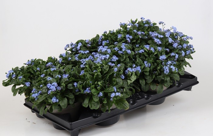 Myosotis sylvatica   T 12