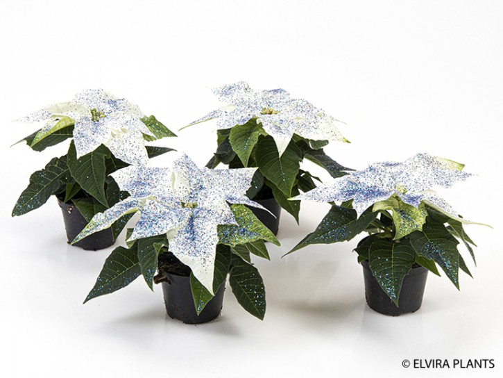 Euphorbia Pulcherrima Hybrid T 6  'White Glitter'
