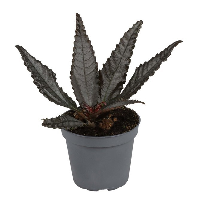 Pilea hichcockii   T 6   MINI