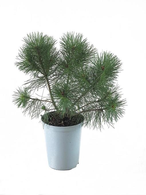 Pinus mugo    T 19