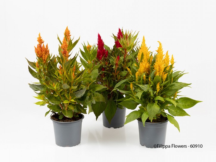 Celosia argentea   T 12   MIX