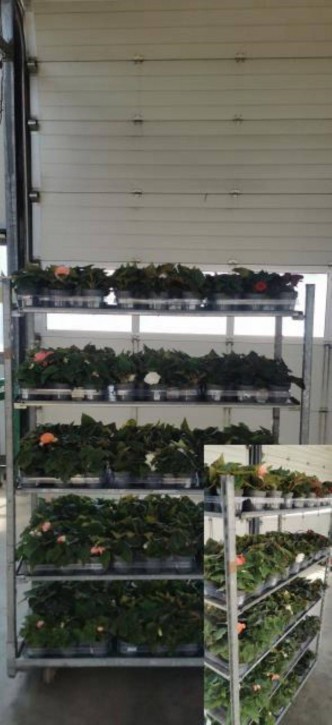Begonia tuberosa Hybriden   T 12   MIX-Lage