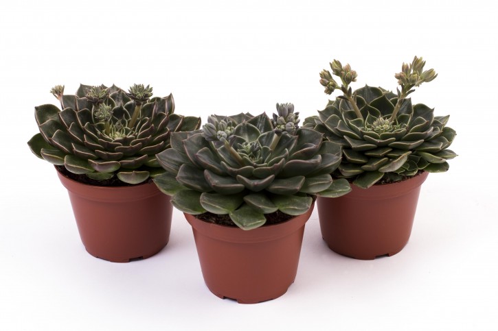 Graptopetalum bellum  T 9