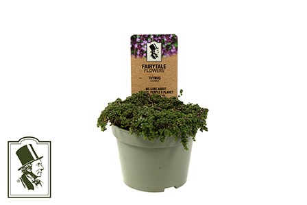 Thymus praecox   T 10,5