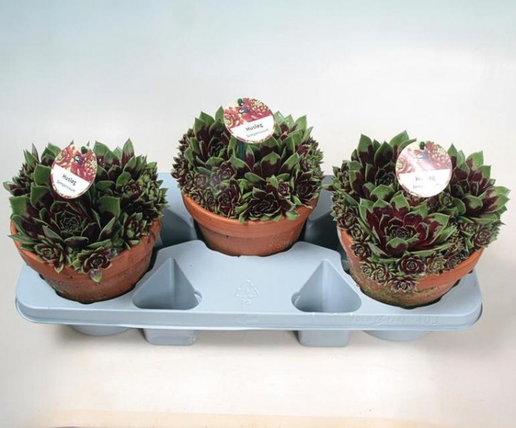 Sempervivum   T 18  Tontopf   MIX