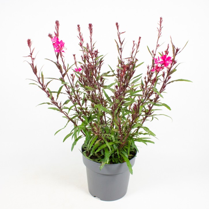 Gaura lindheimeri T 19 MIX