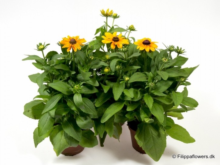 Rudbeckia hirta 'Toto' T 12