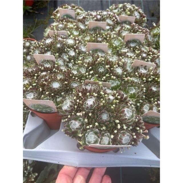 Sempervivum arachnoideum T 12