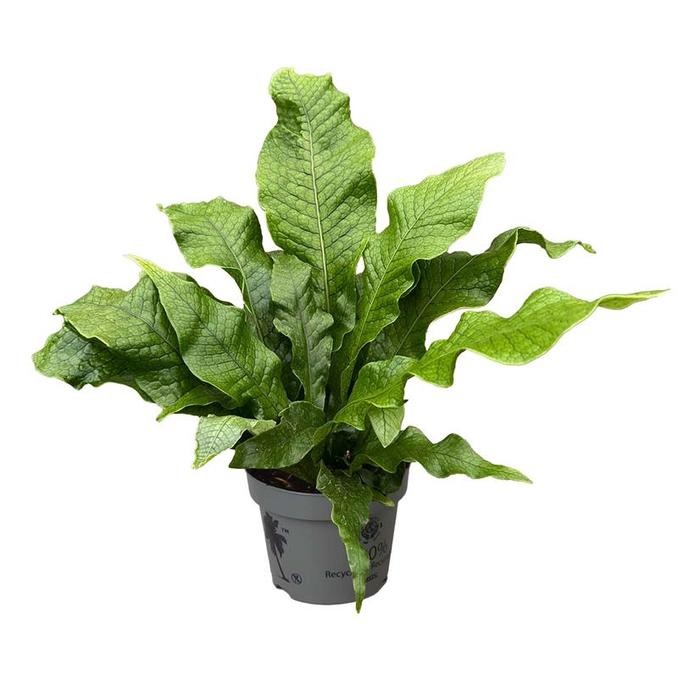 Microsorum diversifolum 'Crocodyllus'   T 12