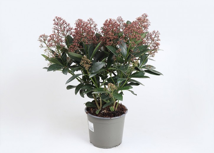 Skimmia japonica   'Rubella'   T 19
