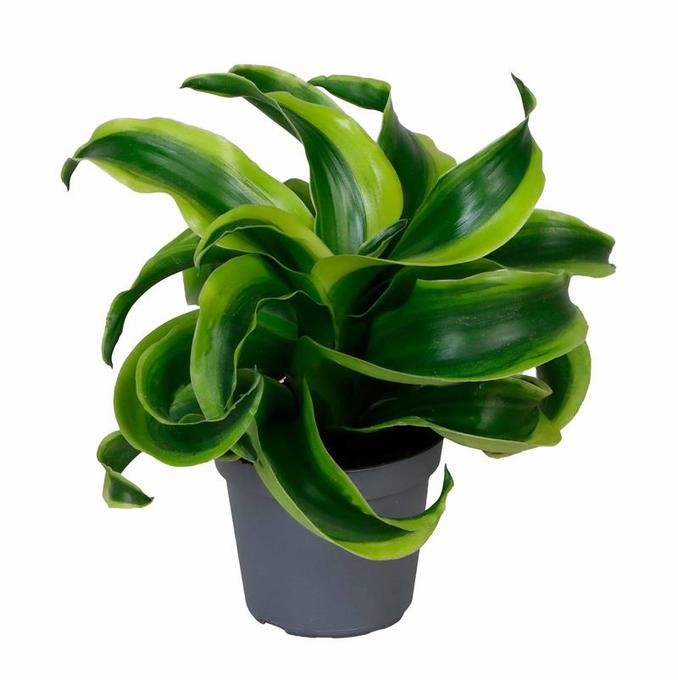 Dracaena  'Tornado'   T 6   MINI