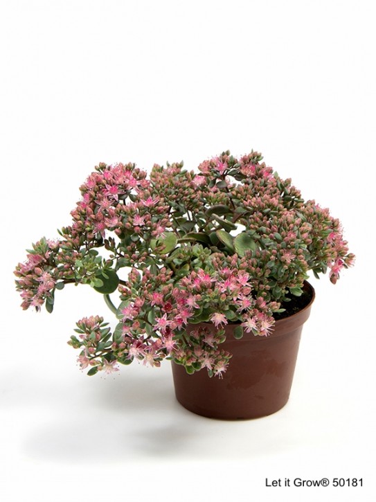 Sedum cauticola T 11