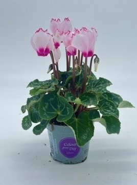 Cyclamen persicum 'Victoria'   T 6   Micro