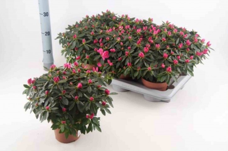 Rhododendron simsii T 14 (22,5 - 25) PINK