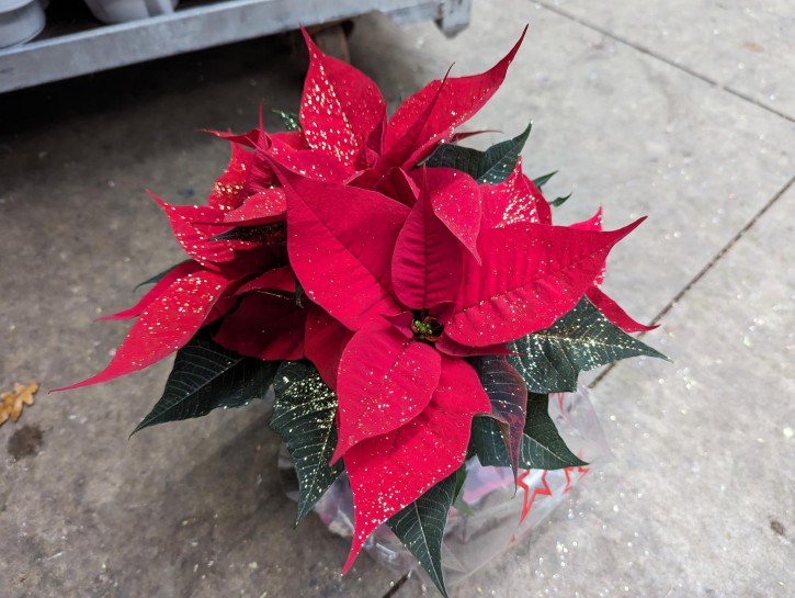 Euphorbia Pulcherrima Hybrid, ROT GEGLITTERT   T 13