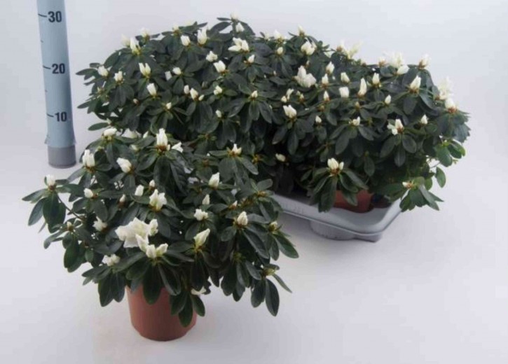 Rhododendron simsii T 14 (22,5 - 25) WEISS