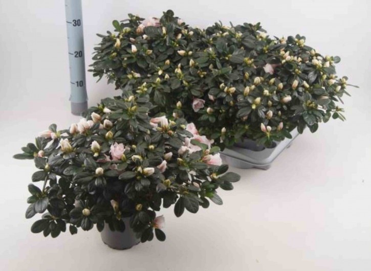 Rhododendron simsii T 14 (22,5 - 25) ROSA