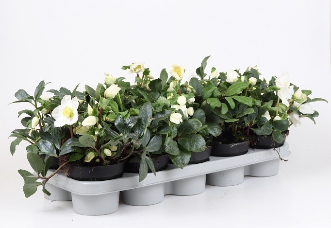 Helleborus niger   T 12