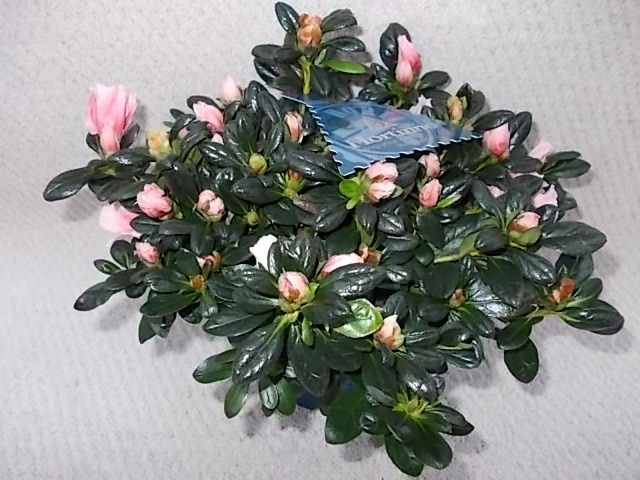 Rhododendron simsii 'Christine Matton' T 13 (20-22,5)