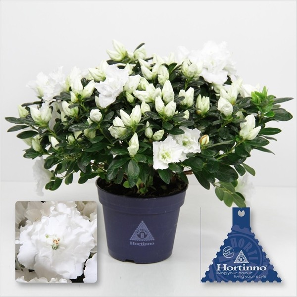 Rhododendron simsii 'Christine Belli' T 13  (20 - 22,5 cm)