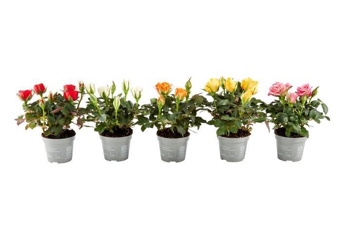 Rosa-Hybriden KUVERT T 6 Mini ORANGE