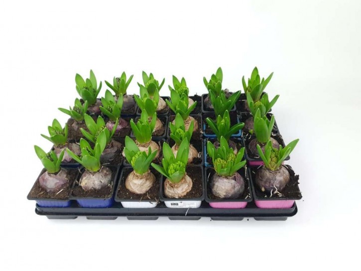 Hyacinthus orientalis T 7 x 7 (1ppp) MIX
