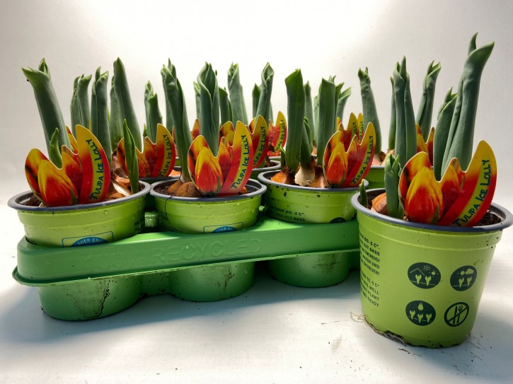 Tulipa-Hybriden T 11 (3ppp) ROT grüner Topf