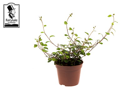 Muehlenbeckia complexa T 12 (dk)