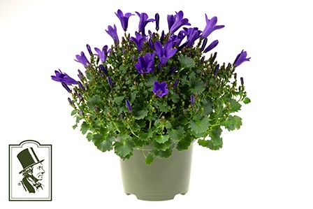 Campanula portenschlagiana 'Get Mee' T 9