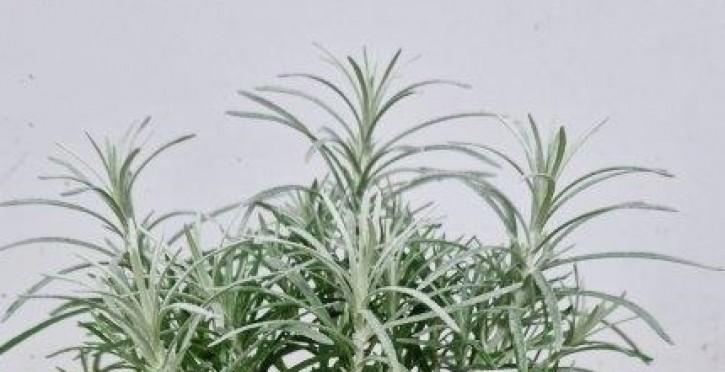 Helichrysum italicum T 14