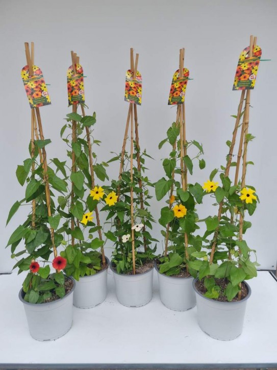 Thunbergia alata T 19 Pyramide MIX