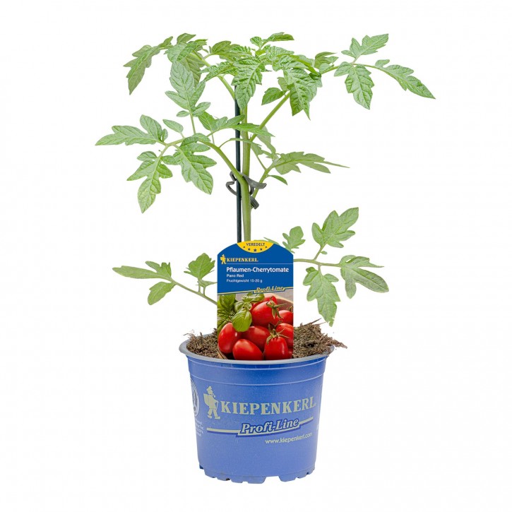Tomate (PflaumenCherry) T 12 'Pano Red'   veredelt    Kiepenkerl