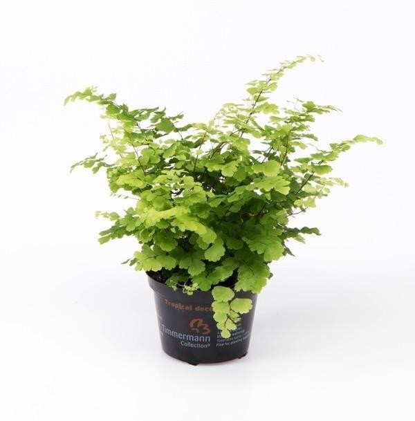 Adiantum raddianum 'Fritz-Luthi' T 9
